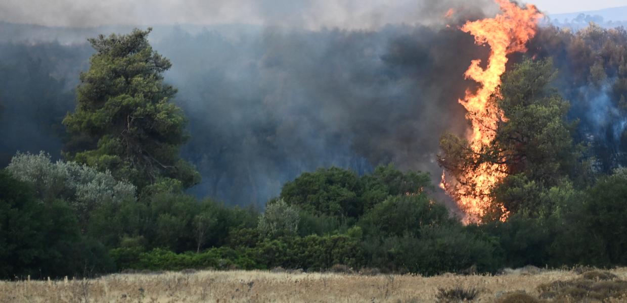 Δέντρο στις φλόγες σε δασική έκταση