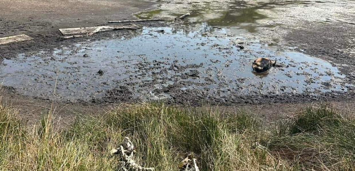 Σκελετοί ζώων στη βραχονησίδα Τσουγκριά 