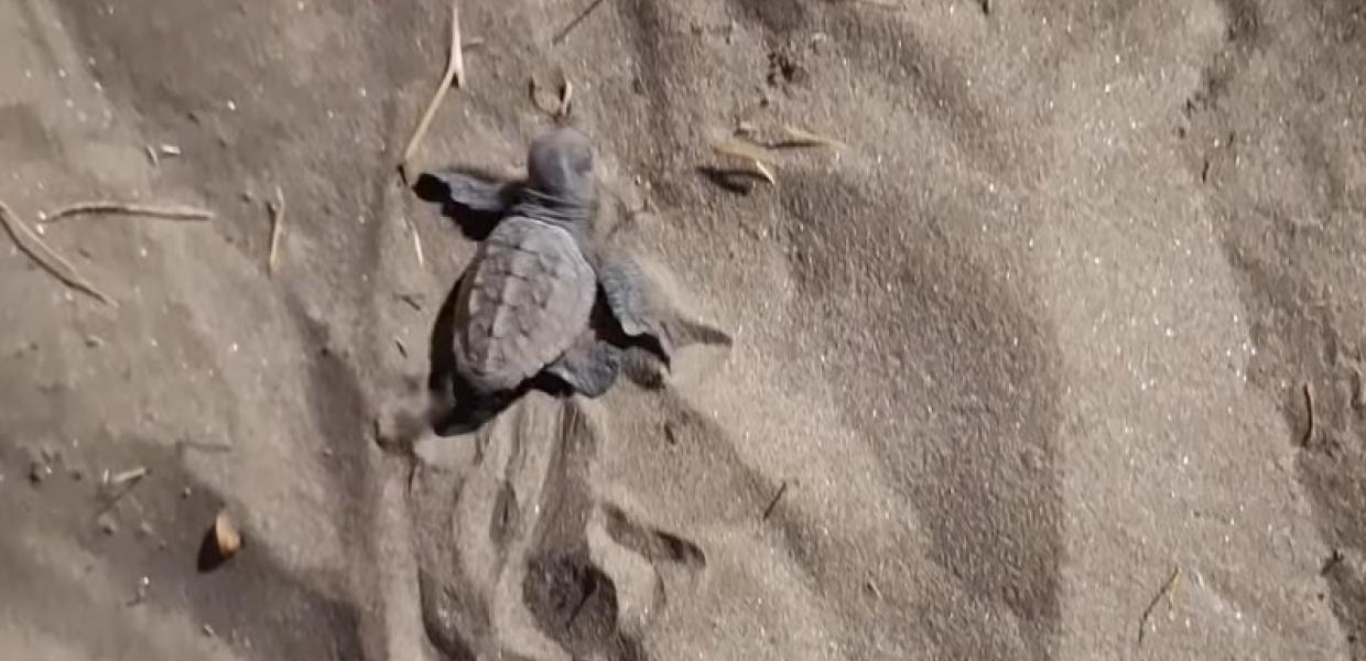 Χελωνάκι Caretta Caretta περπατά στην άμμο στην παραλία του Γαλησσά στη Σύρο
