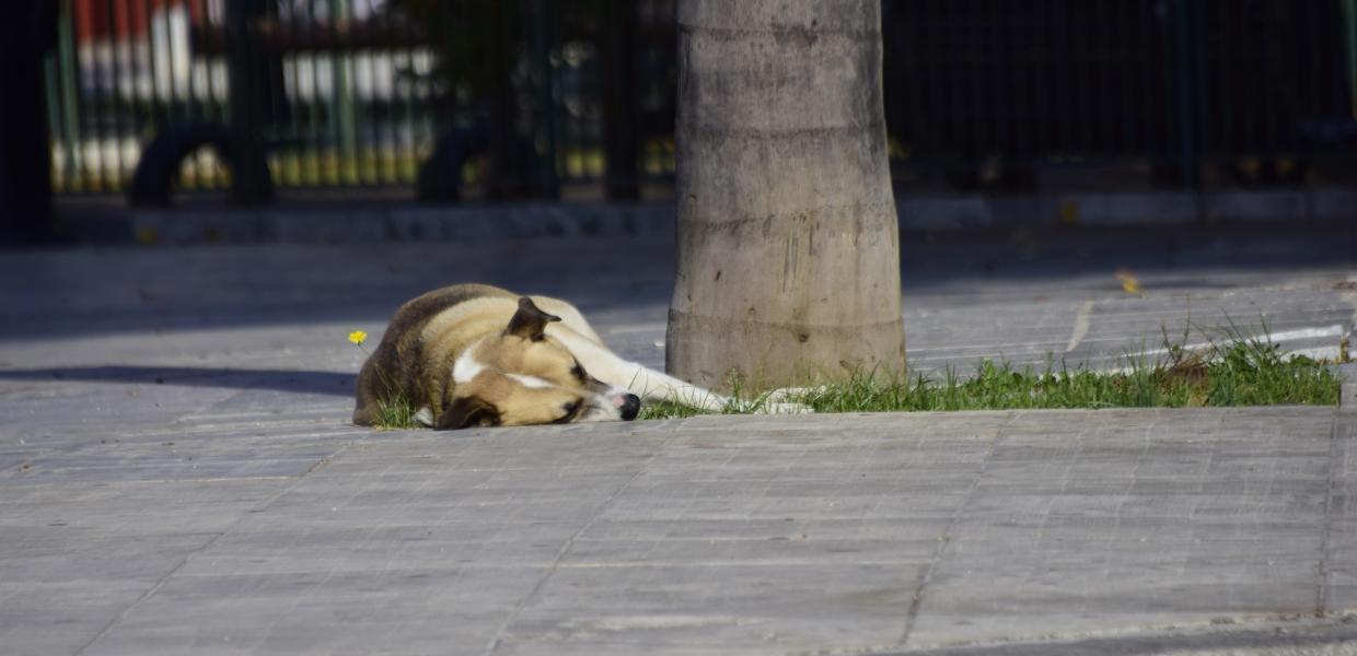 ΑΔΕΣΠΟΤΟΣ ΣΚΥΛΟΣ