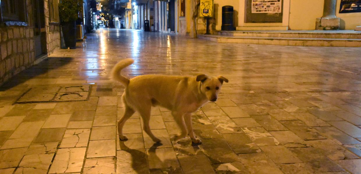 ΑΔΕΣΠΟΤΟΣ ΣΚΥΛΟΣ
