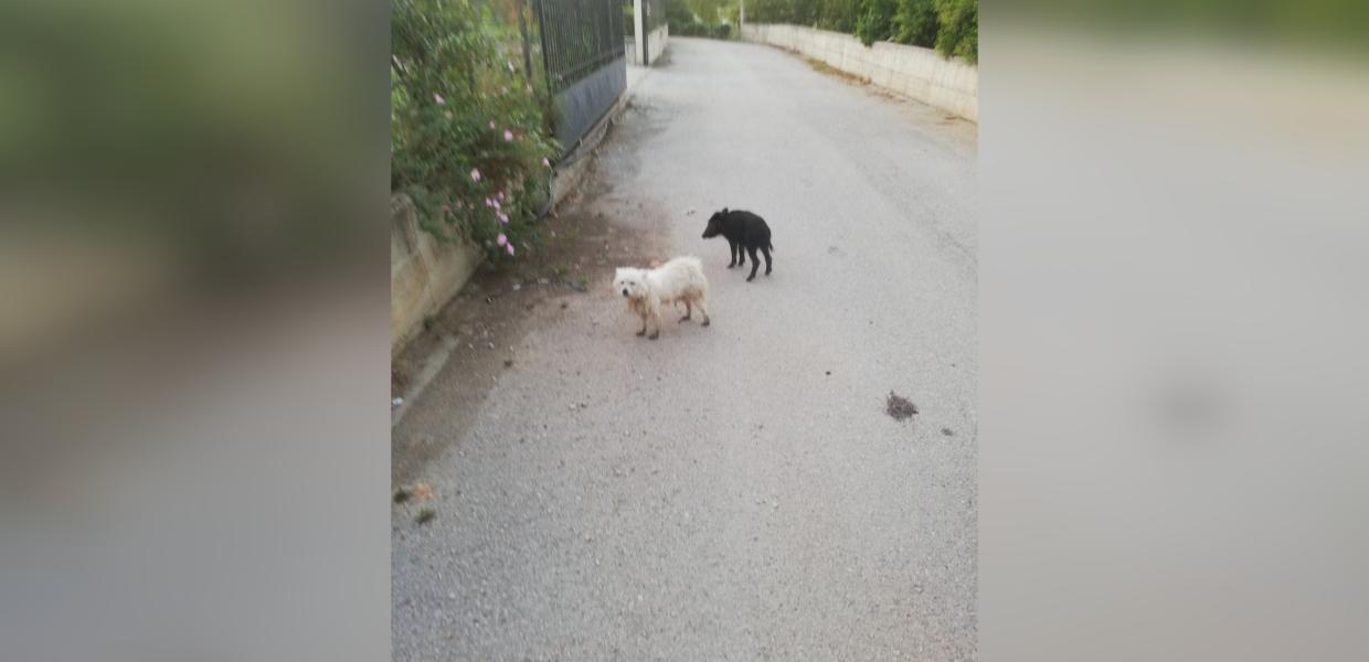 ΚΑΝΙΣ ΓΟΥΡΟΥΝΑΚΙ