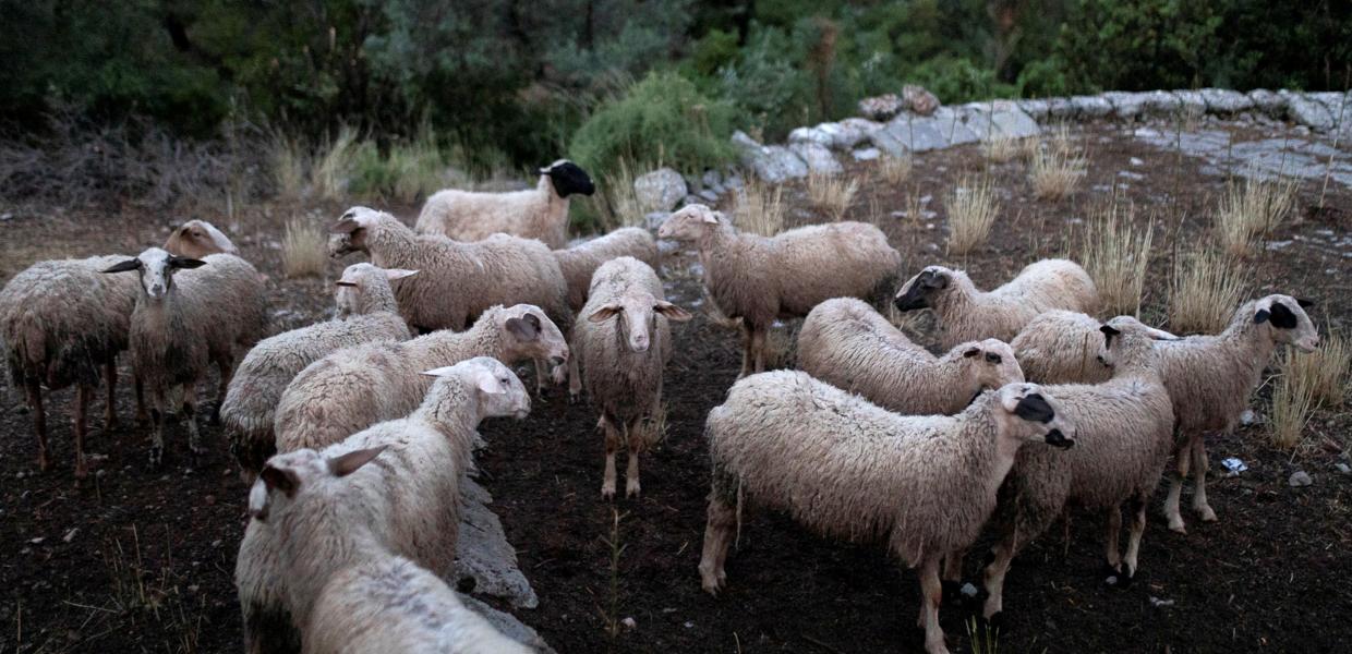 Πρόβατα
