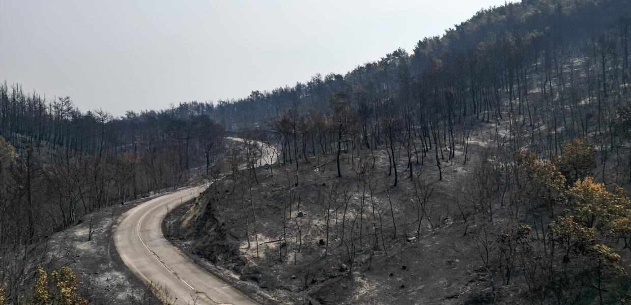 Καμένη περιοχή στο δάσος της Δαδιάς 