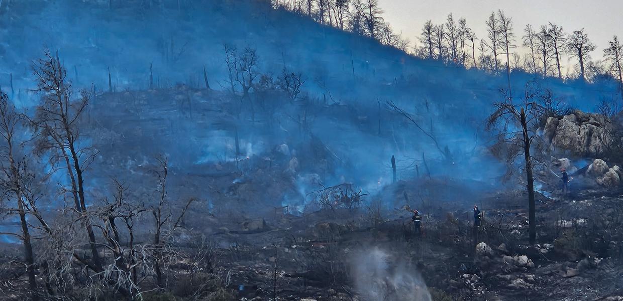 Στάχτες και αποκαΐδια σε δασική έκταση μετά από φωτιά 