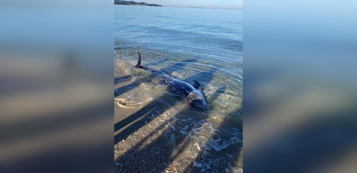 Νεκρό δελφίνι Κέρκυρα