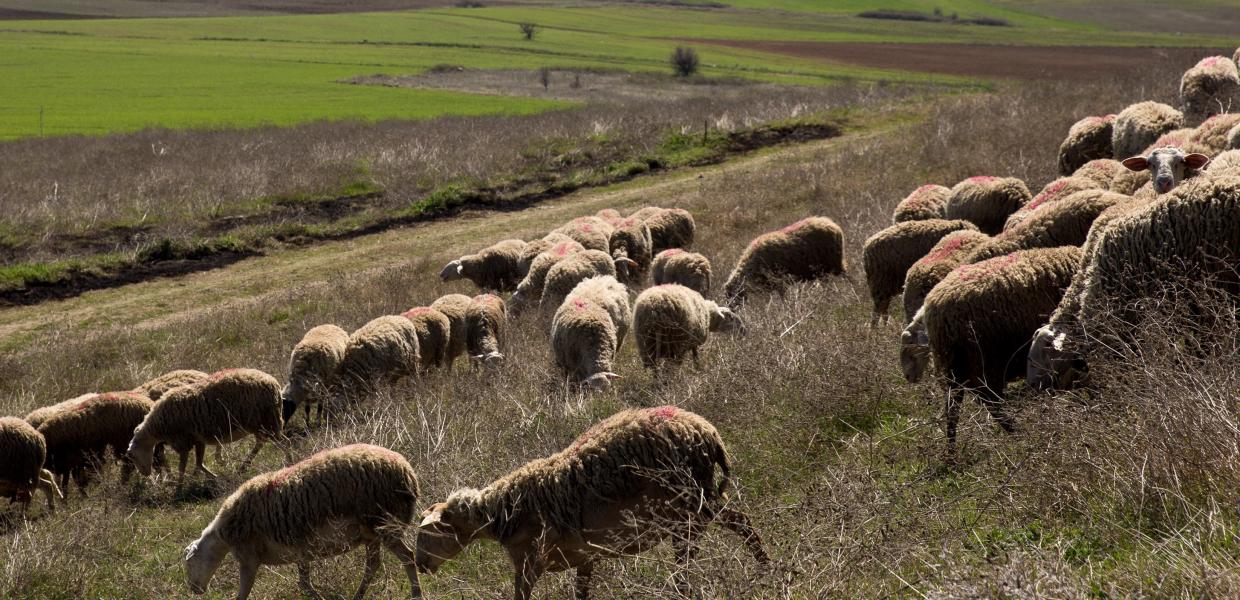 Πρόβατα σε λιβάδι