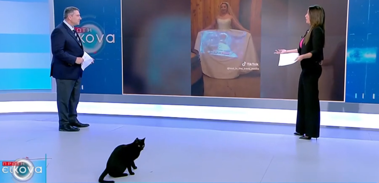 γάτα ΣΚΑΪ