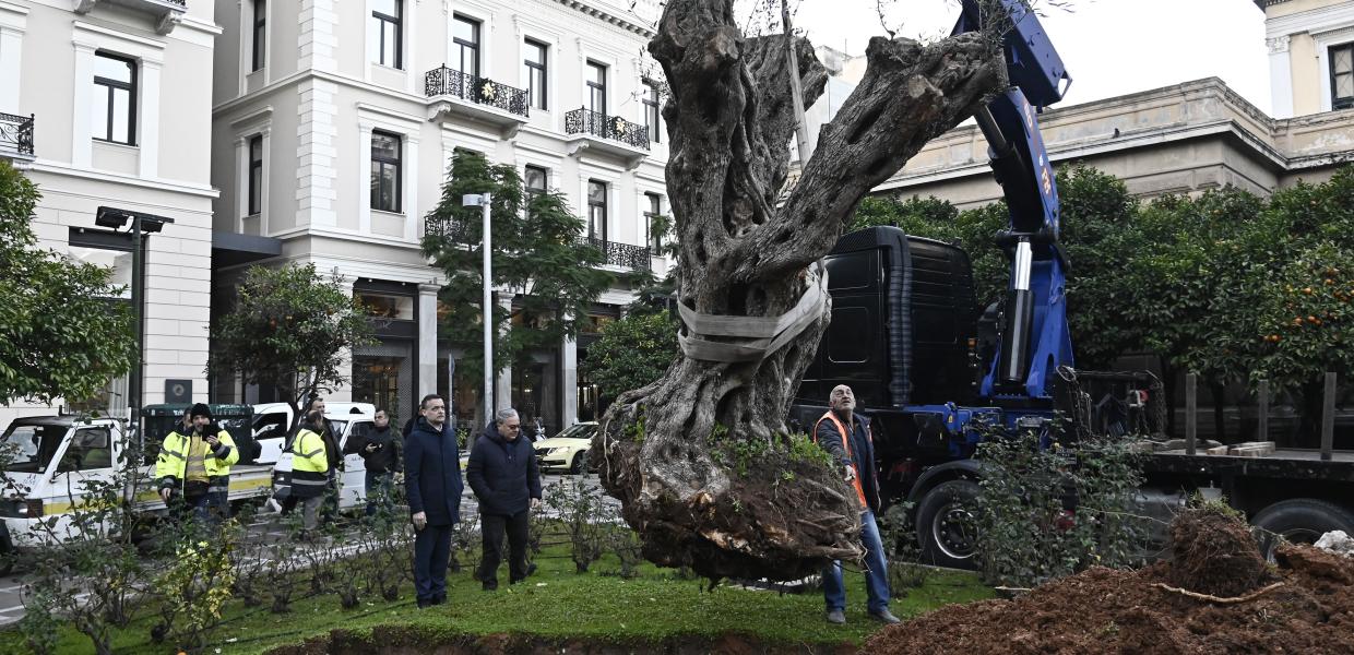 ΕΛΙΑ 700 ΕΤΩΝ