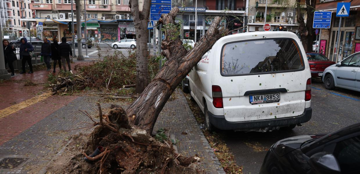 Ξεριζωμένο δέντρο έχει πέσει σε αυτοκίνητο στη Θεσσαλονίκη εξαιτίας της κακοκαιρίας Bora