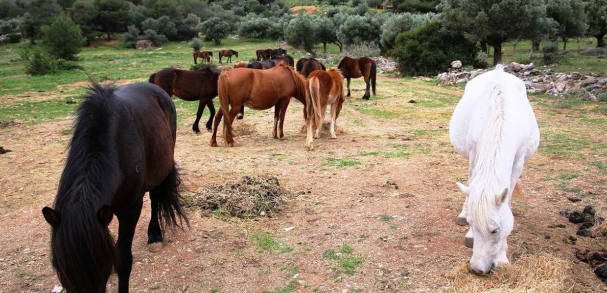 ΑΛΟΓΑ ΥΜΗΤΤΟΣ