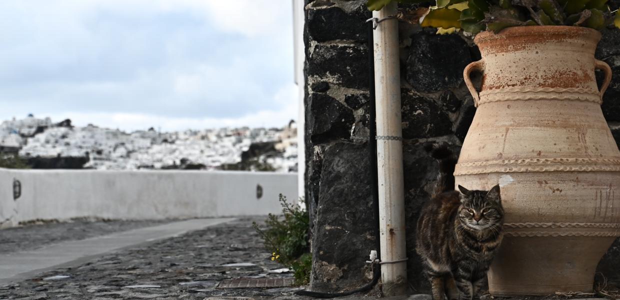 Στιγμιότυπο με γάτα από τα σοκάκια της Σαντορίνης