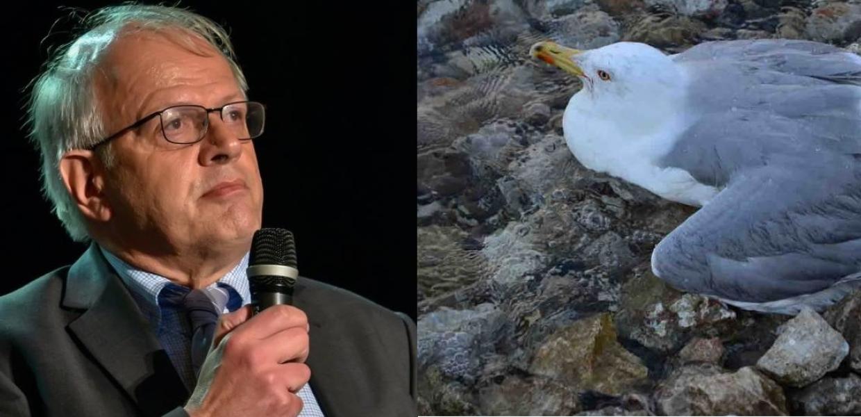 Άκης Τσελέντης γλάρος