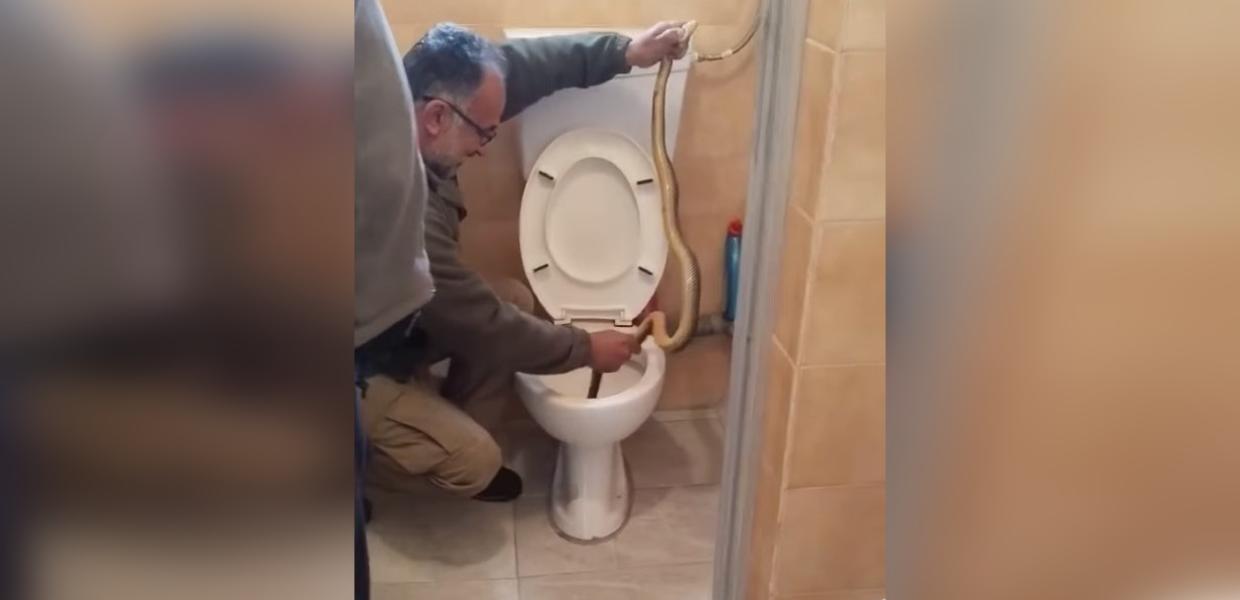 ΦΙΔΙ ΤΟΥΑΛΕΤΑ ΚΑΣΤΟΡΙΑ