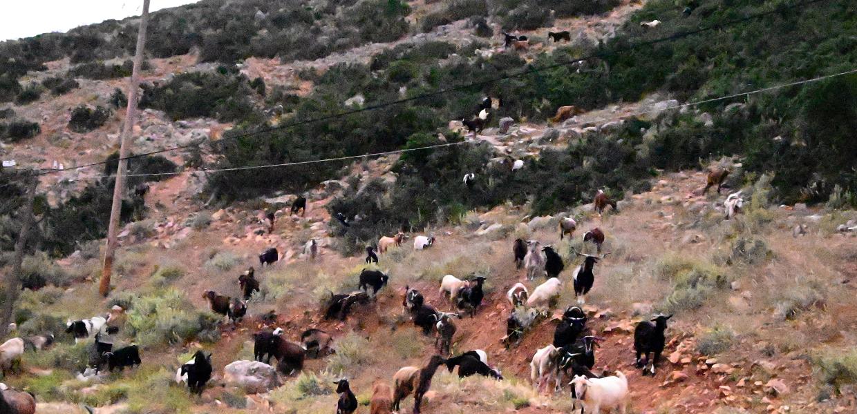 ΚΤΗΝΟΤΡΟΦΙΑ