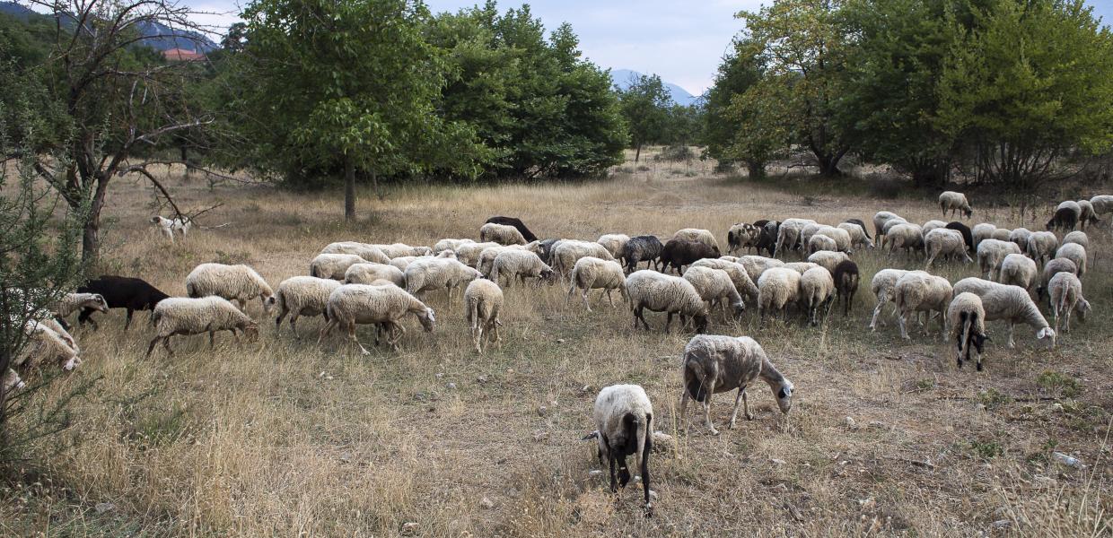 Πρόβατα