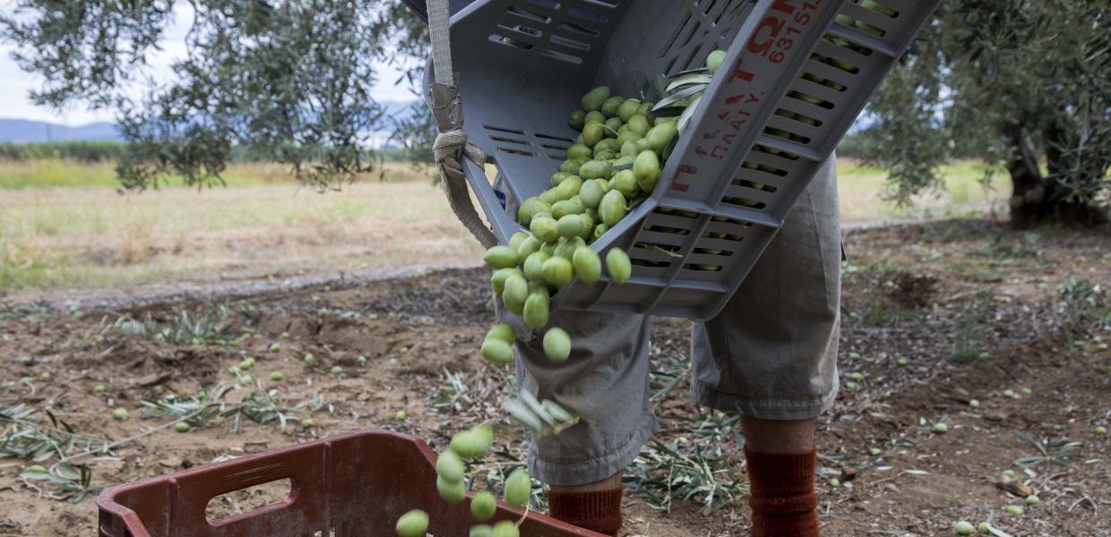 Συγκομιδή ελιάς από αγρότες