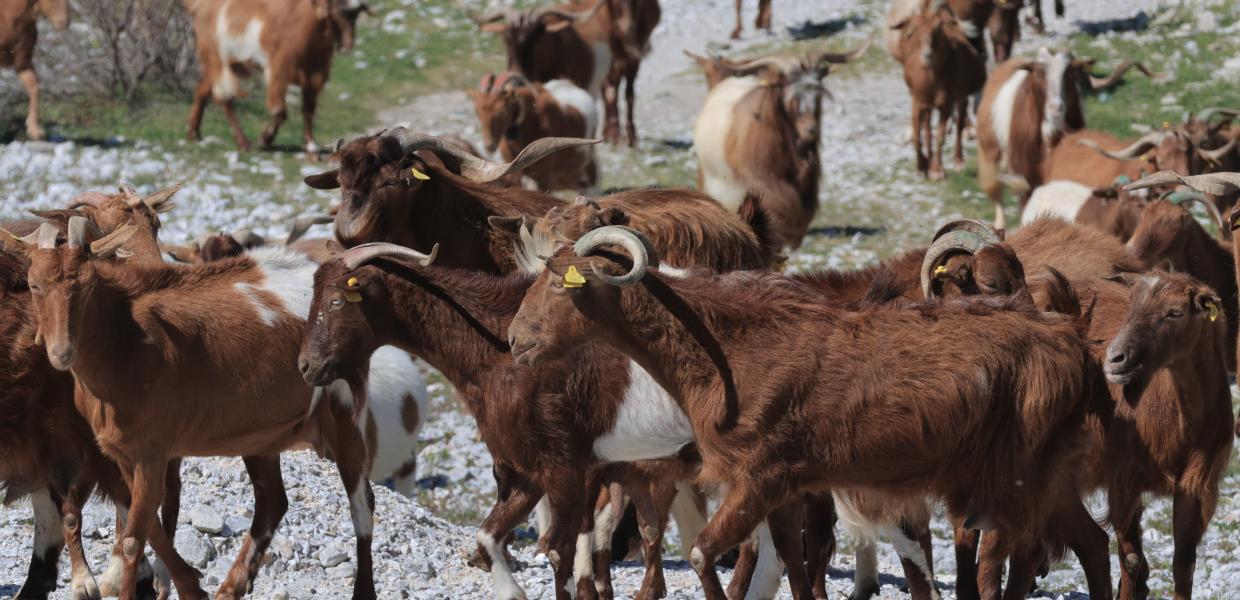 Αιγοπρόβατα