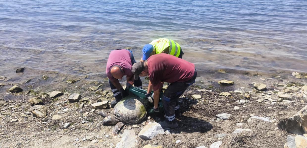 Νεκρή θαλάσσια χελώνα εντόπισαν συνεργεία του Δήμου Καλαμαριάς στη Νέα Κρήνη