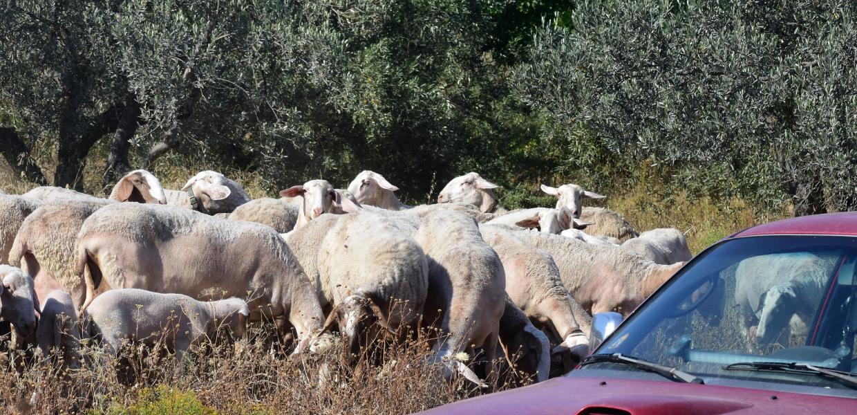 Πρόβατα