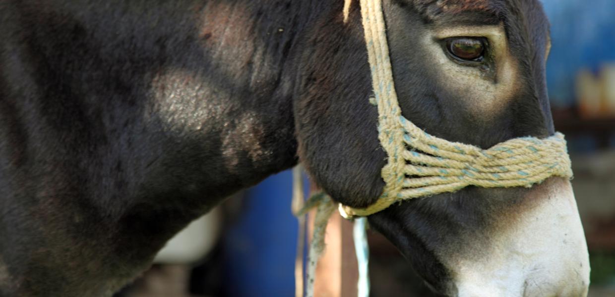 Εν μέσω ακραίου καύσωνα, η κυβέρνηση μειώνει τα προστατευτικά μέτρα για τα ιπποειδή