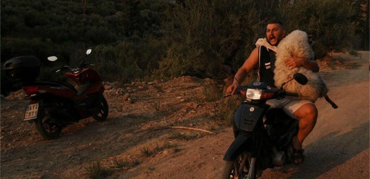 «Μέλπω» ονομάστηκε το πρόβατο που διασώθηκε με μηχανάκι και μεταφέρθηκε σε vegan φάρμα