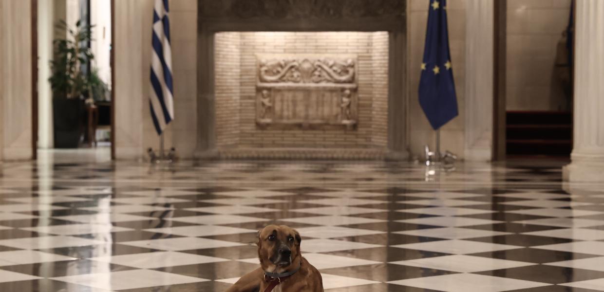 Ο Peanut στο Μέγαρο Μαξίμου