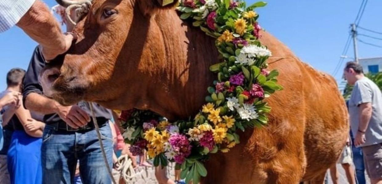 Πανηγύρι του Ταύρου – Ένα κακοποιητικό έθιμο ντροπής και τελετουργικής βίας