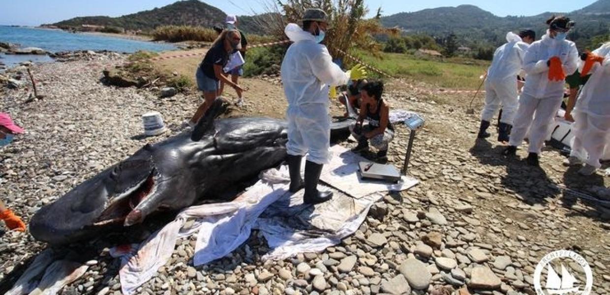 ΝΕΚΡΟΣ ΦΥΣΗΤΗΡΑΣ ΣΑΜΟΣ