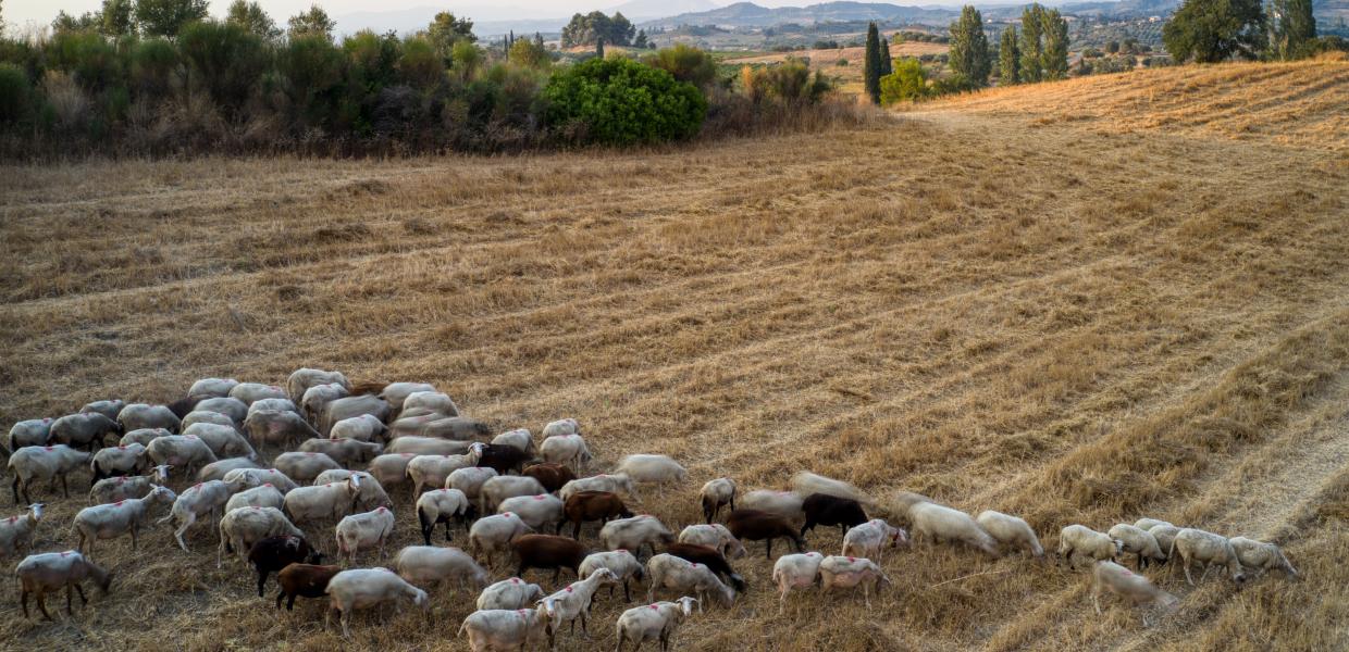 Κοπάδι αιγοπροβάτων στην Ηλεία
