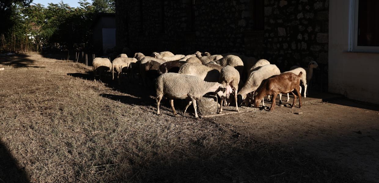 Πρόβατα στη Θεσσαλία