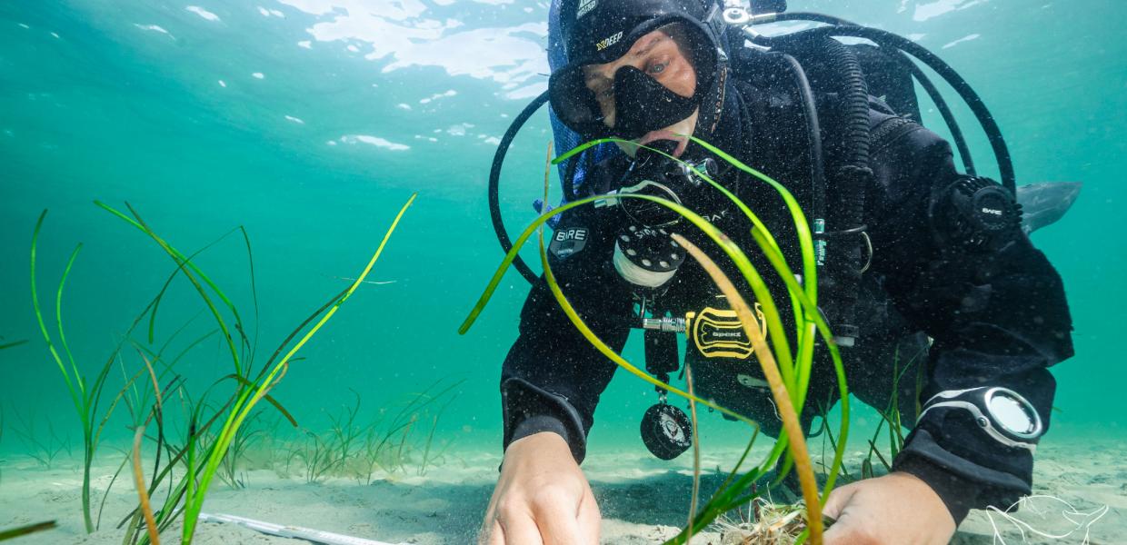 Πάνω από 40.000 θαλάσσια φυτά μεταμφυτεύτυτηκαν σε 4 μήνες από την Sea Shepherd 