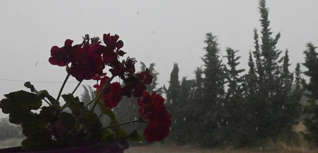 Λουλούδια στη βροχή