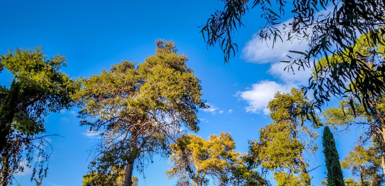 Ψηλά δέντρα και ουρανός με λίγα σύννεφα
