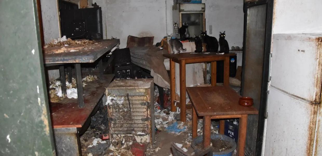 ΚΑΚΟΠΟΙΗΜΕΝΕΣ ΓΑΤΕΣ
