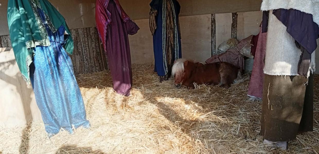 Ζωντανό πόνι σε φάτνη στον Βόλο