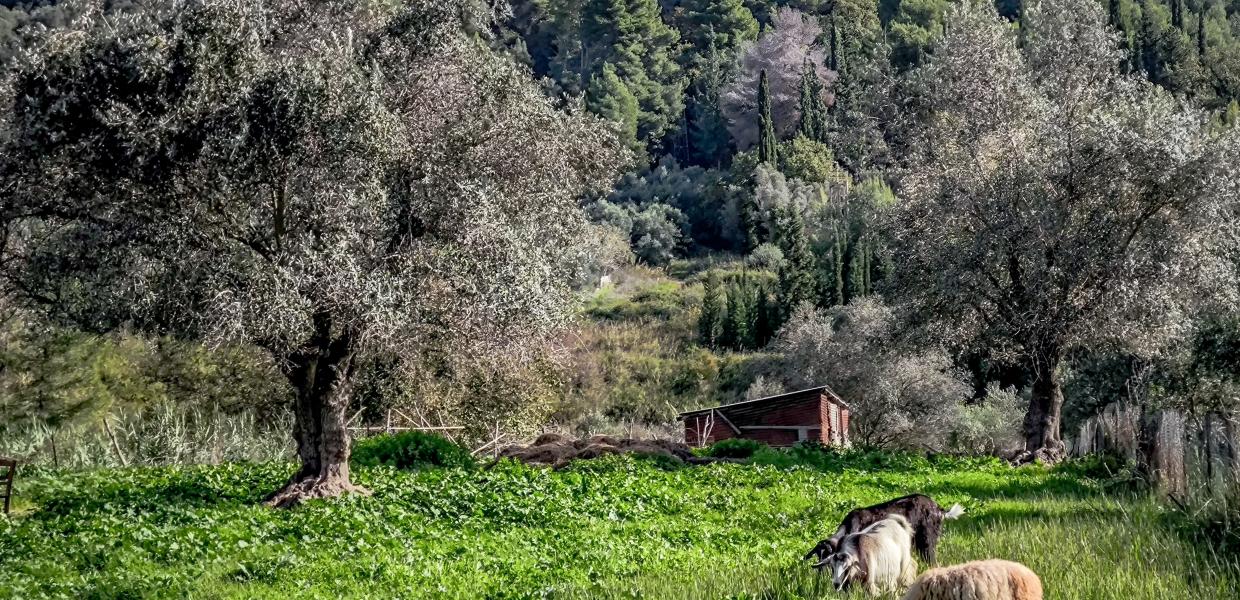 πρόβατα