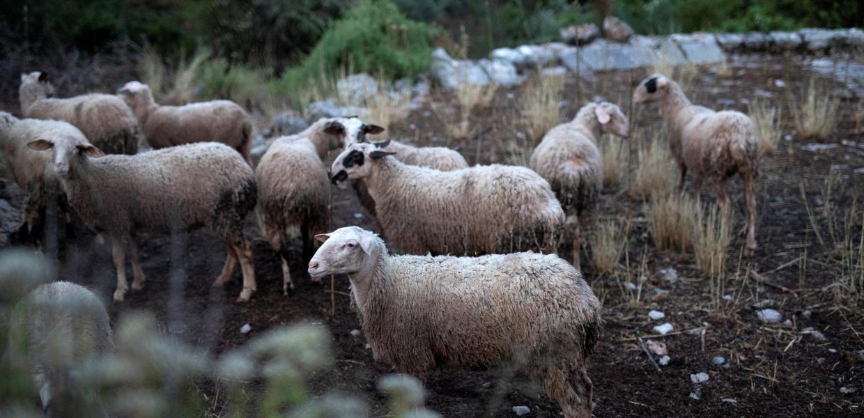 Πρόβατα βοσκούν
