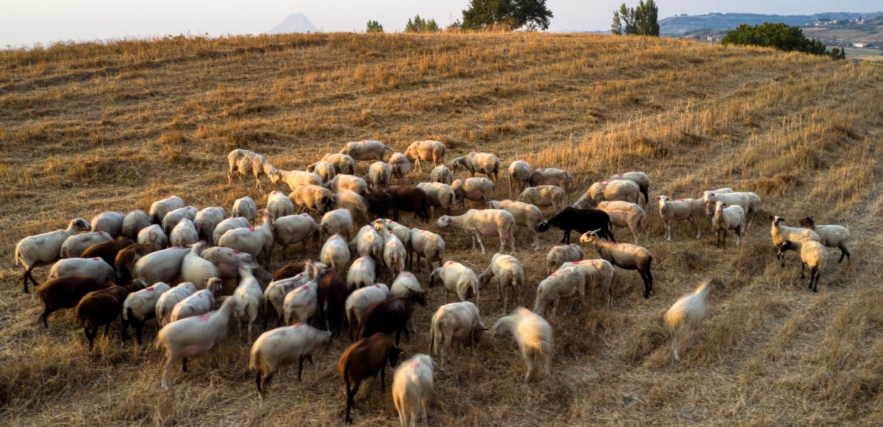 Κοπάδι αιγοπροβάτων