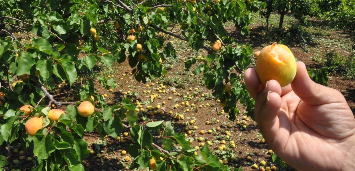 Καταστροφές σε καλλιέργειες από χαλάζι