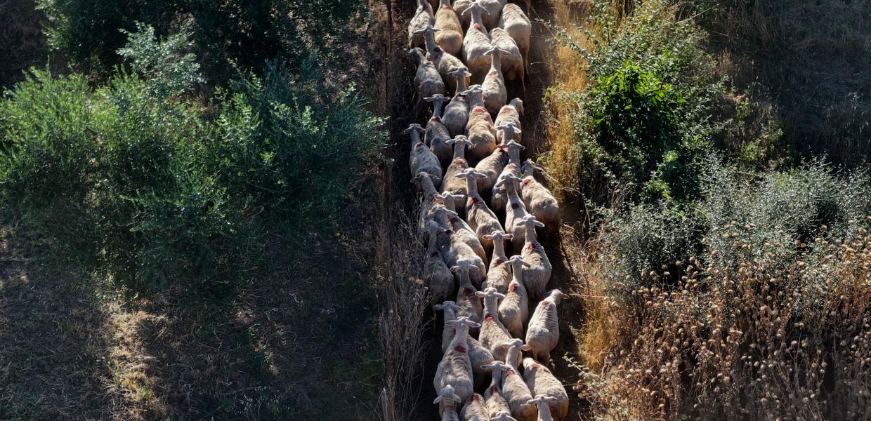 Κοπάδι προβάτων