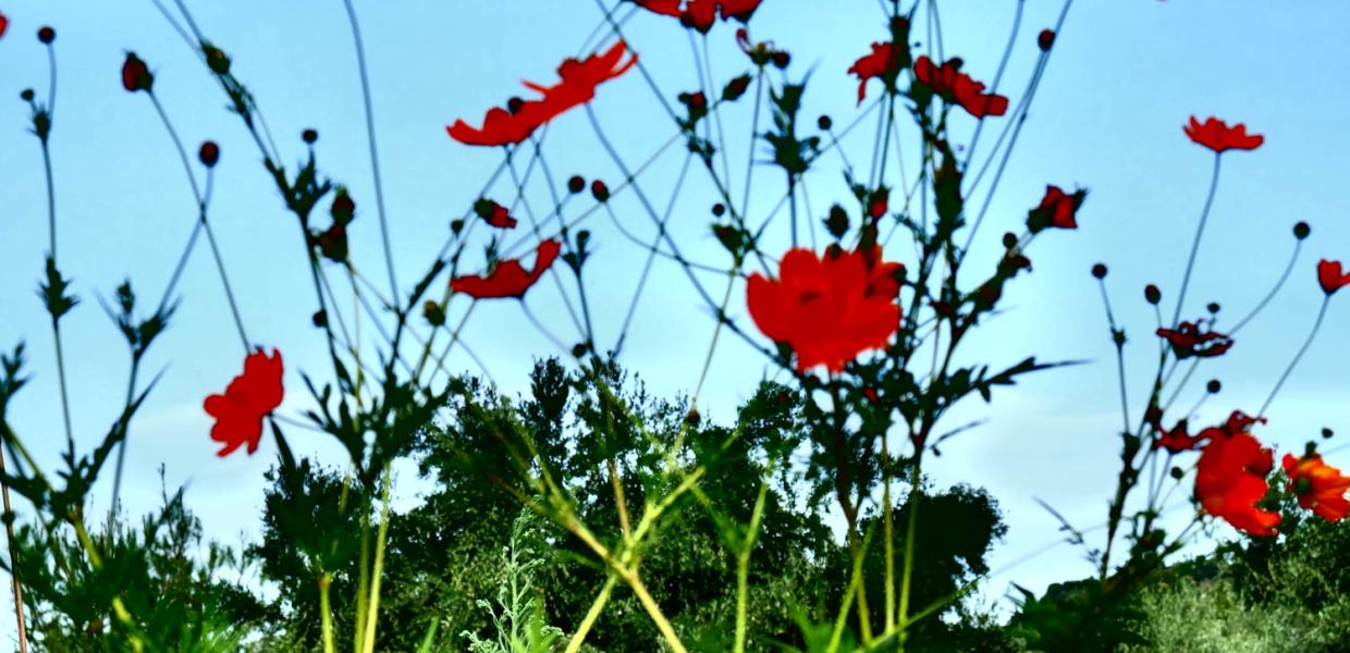 Από την έκθεση Κρυφός Κήπος/ Secret garden της ΄Ενης Κούκουλα