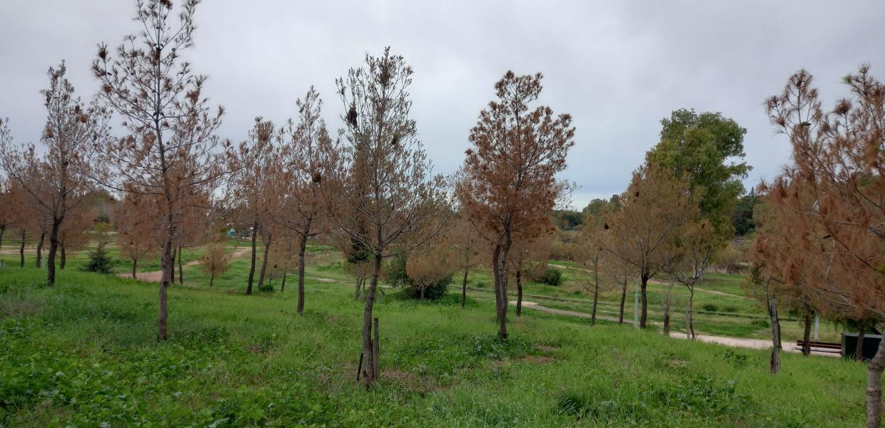 133232352_tritsi_pefka_xeramena.jpg
