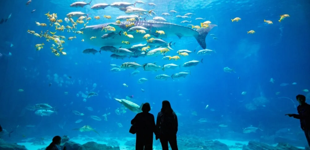 133824917.png