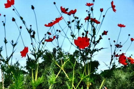 Από την έκθεση Κρυφός Κήπος/ Secret garden της ΄Ενης Κούκουλα
