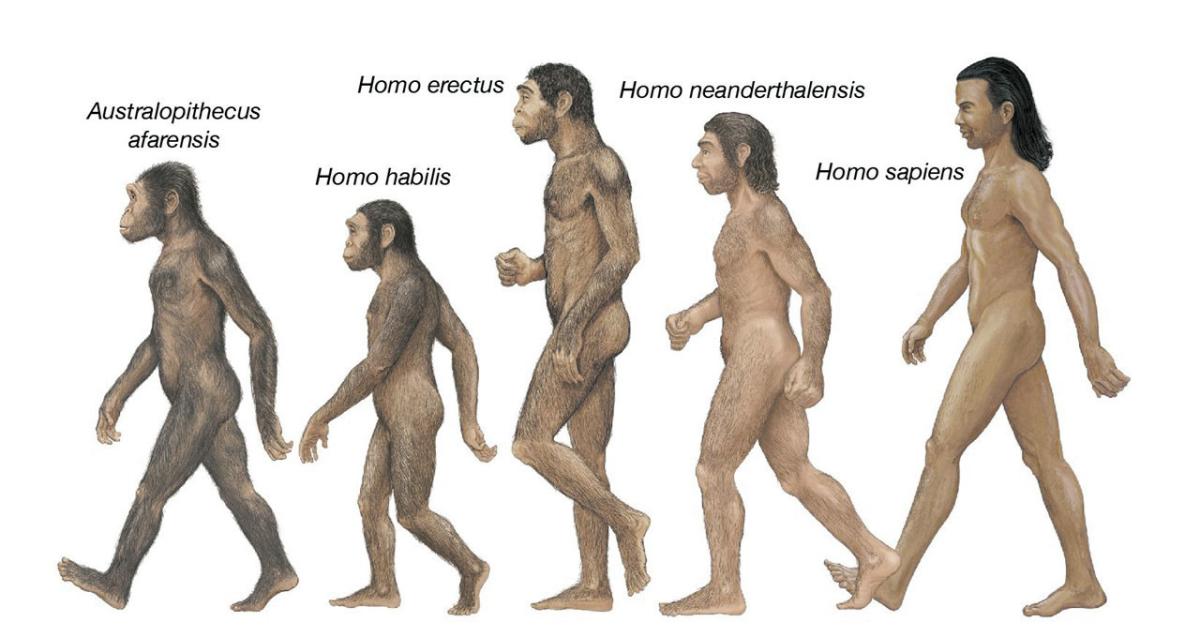 Εξέλιξη του Homo sapiens | Αυγή