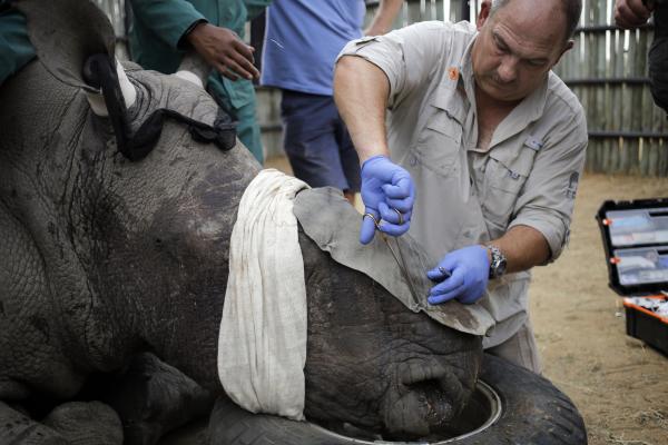 Τραυματισμένος ρινόκερος